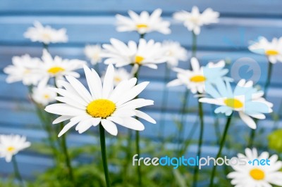 Flowers On Blue Background Stock Photo