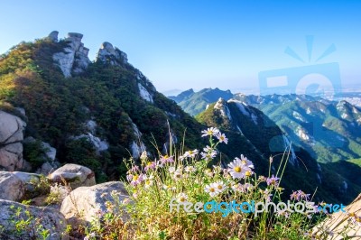 Flowers On Bukhansan Mountains, South Korea Stock Photo