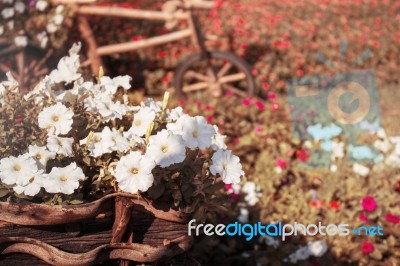 Flowers On Pots Stock Photo