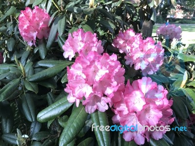 Flowers Rhododendron Stock Photo