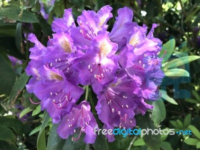 Flowers Rhododendron Stock Photo