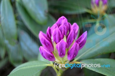 Flowers Rhododendron Stock Photo