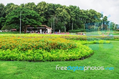 Flowers With Beauty In Park Stock Photo
