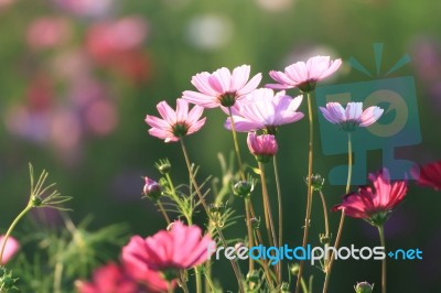 Flowers With Blue Sky Stock Photo