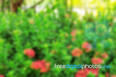 Flowers With Blurred Images Stock Photo