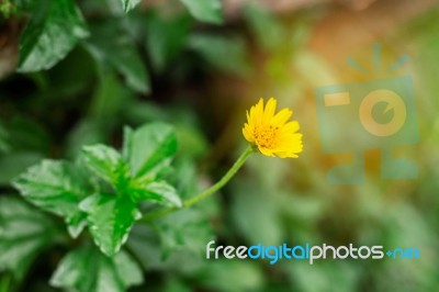 Flowers With Green Background Stock Photo