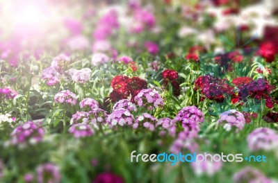 Flowers With Sunrise Stock Photo