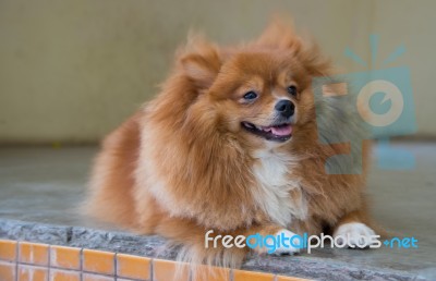 Fluffy Brown Dog Stock Photo
