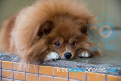 Fluffy Brown Dog Stock Photo