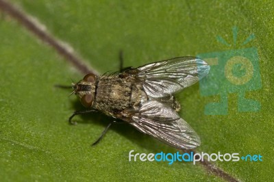Fly On Top Of A Leaf Stock Photo