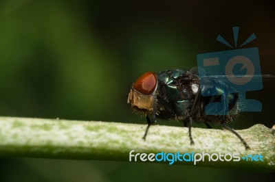 Fly Sit On Green Stick Stock Photo