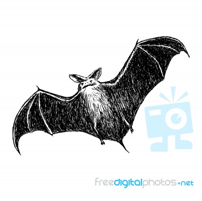 Flying Bat Stock Image