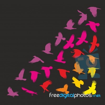 Flying Carrion Crows Stock Image