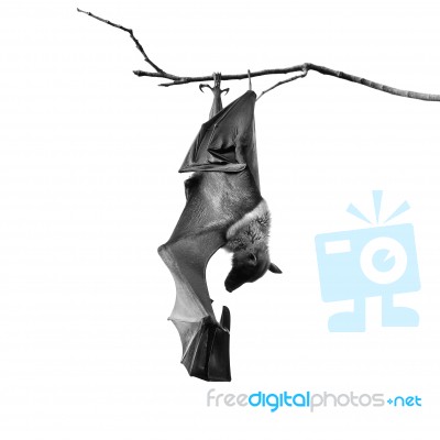 Flying Fox Stock Photo