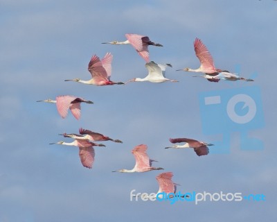 Flying High Stock Photo