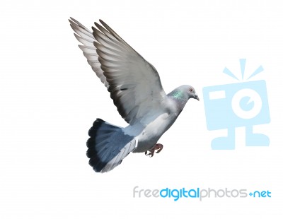 Flying Mid Air Of Pigeon Bird Isolated White Background Stock Photo