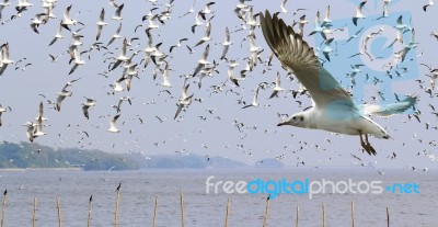 Flying Seagull Stock Photo