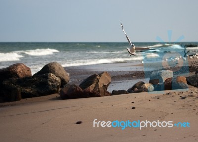 Flying Seagull Over The Coast Stock Photo