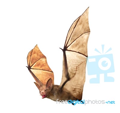 Flying Vampire Bat Isolated On White Background Stock Image