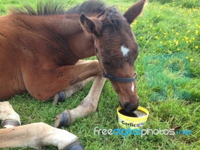 Foal With Garlic Lick Stock Photo