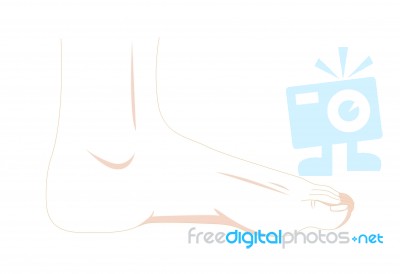 Foot Stock Image