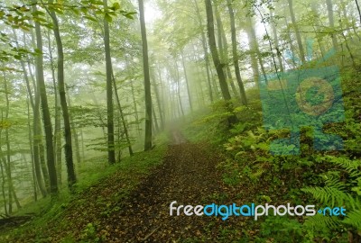 Forest Stock Photo