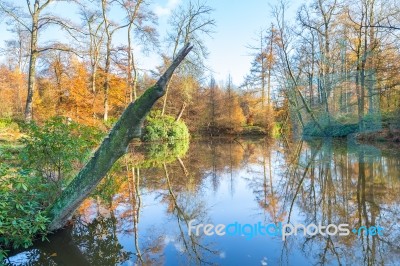 Forest Autumn Landscape With Pond Stock Photo