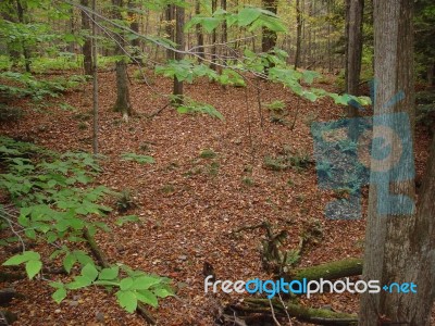 Forest Floor Stock Photo