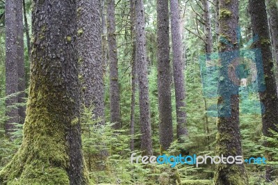 Forest Of Sitka Spruce Trees Stock Photo