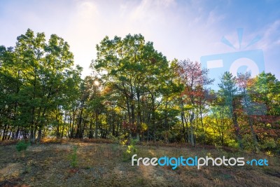 Forest Trail In The Fall Stock Photo