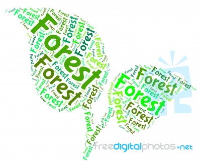 Forest Word Meaning Jungle Copse And Forests Stock Image