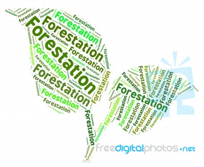 Forestation Word Representing Trees Woods And Text Stock Image