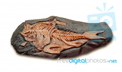 Fossil Of Ancient Fish Stock Photo