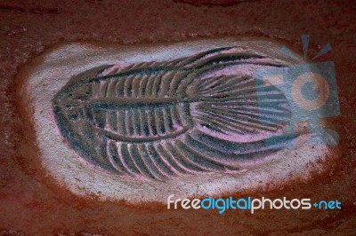 Fossil Of Fish Stock Photo