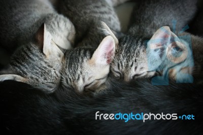 Four Adorable Funny Cute Kitten Cat Suckle Breast Feeding Milk Time From Mother, Happy Family Top View Stock Photo
