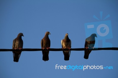Four Pigeons On A Wire Stock Photo