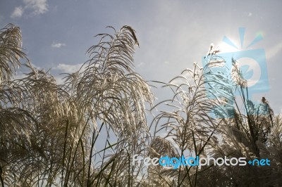 Foxtail Reed In Nature Stock Photo