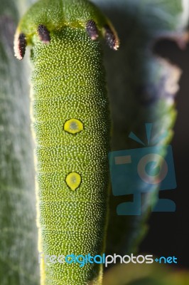 Foxy Emperor (charaxes Jasius) Stock Photo