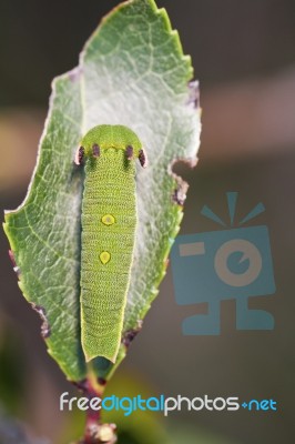 Foxy Emperor (charaxes Jasius) Stock Photo