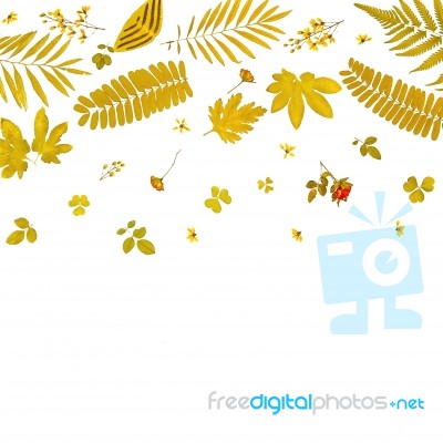 Frame From Yellow Leaves And Dry Leaves And Flower On White Background Stock Photo