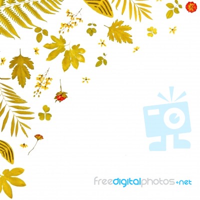 Frame From Yellow Leaves And Dry Leaves And Flower On White Background Stock Photo