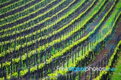 France Green Vineyard Stock Photo
