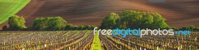 France Vineyard In The Evening Stock Photo France Vineyard In The Evening Stock Photo