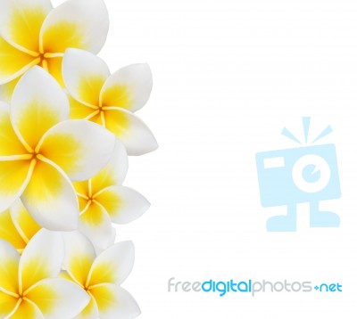 Frangipani Background Stock Photo