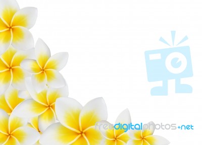 Frangipani Background Stock Photo