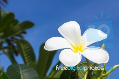 Frangipani Flower Stock Photo
