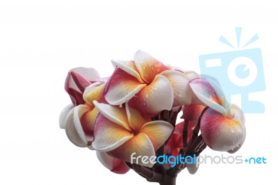 Frangipani Flower Stock Photo