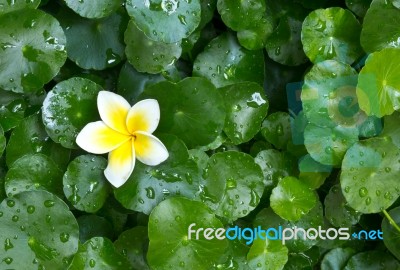 Frangipani Flower And Centella Stock Photo