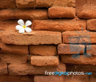 Frangipani Flower On Old Brick Wall Stock Photo