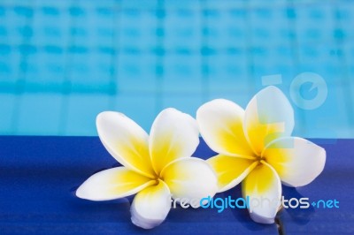 Frangipani Flower On Pool Stock Photo